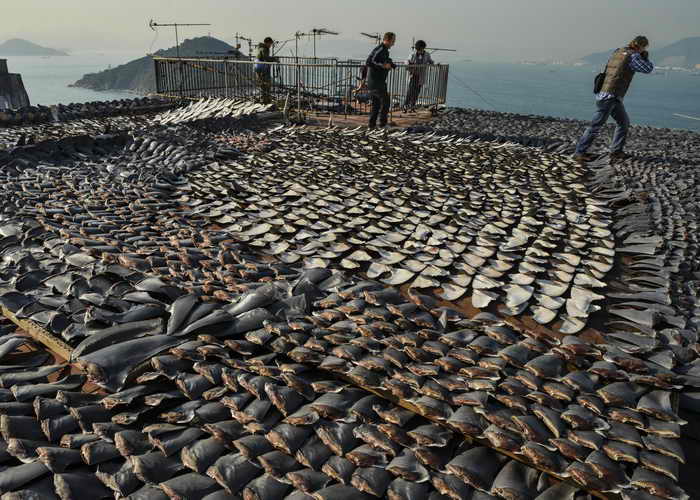  В конце августа нынешнего года в Индии ограничили охоту на акул ради плавников, которая получила такое распространение, что некоторые редкие виды оказались на грани уничтожения. Фото: ANTONY DICKSON/AFP/Getty Images