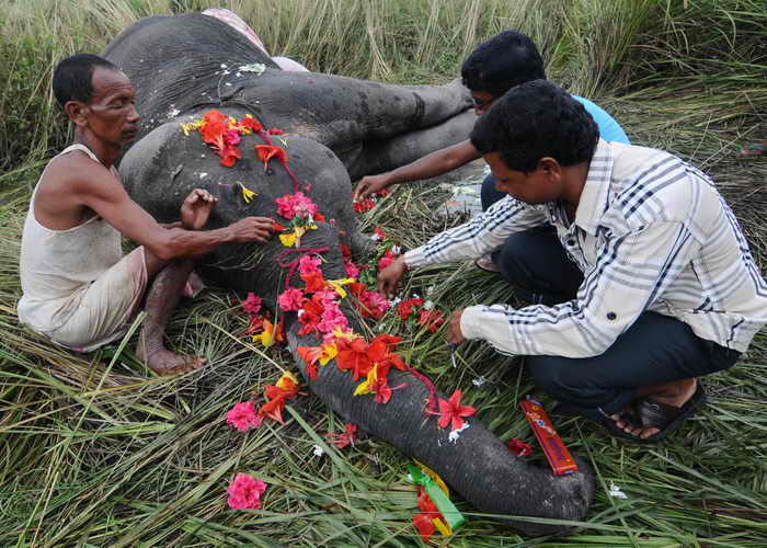 В Индии поезд, двигавшийся на большой скорости, врезался в стадо слонов. Руководители лесного хозяйства Западной Бенгалии заявили, что эта трагедия — самая ужасная из всех, которые происходили за последнее десятилетие. Фото: STRDEL/AFP/GettyImages  