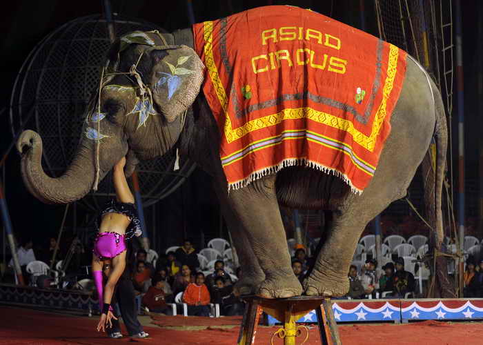 Индия планирует исключить цирковые номера с животными