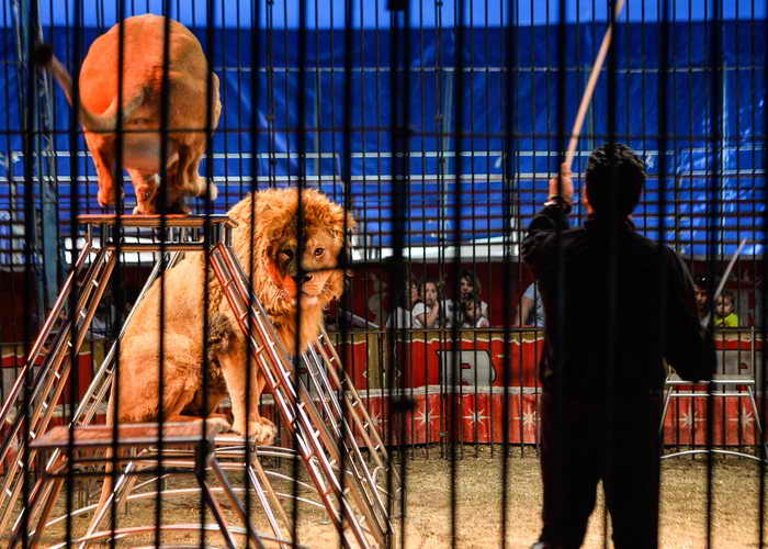 Парламент Сальвадора запретил использовать животных в публичных представлениях