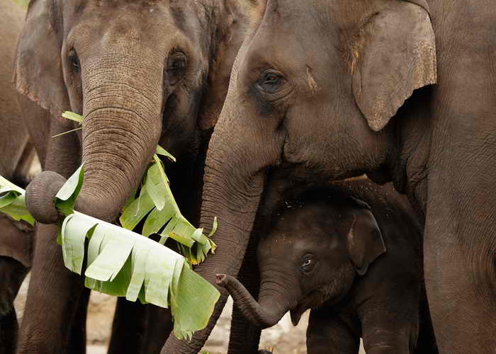 Слоны. Фото: Brendon Thorne/Getty Images