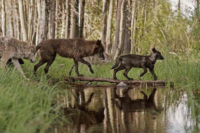 Волки в стае. Фото: Jim and Jamie Dutcher