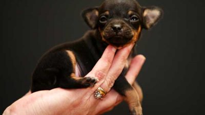 Крошечные собачки Чихуахуа имеют еще более крошечных щенков