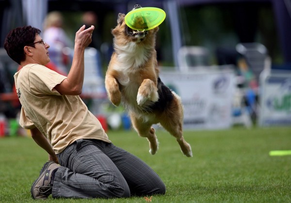 Чрезвычайные собаки. Фото: Miguel Villagran/Getty Images | Epoch Times Россия