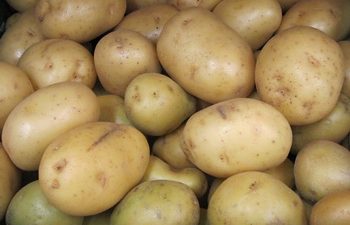 Картофель – ценный продукт питания