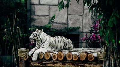 Чего ожидать от Нового 2010 года Белого Тигра?