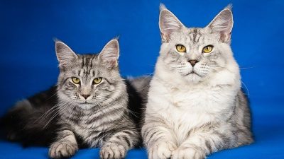 Кот Стьюи,  самый большой среди домашних котов в мире, занесен в Книгу рекордов Гиннесса