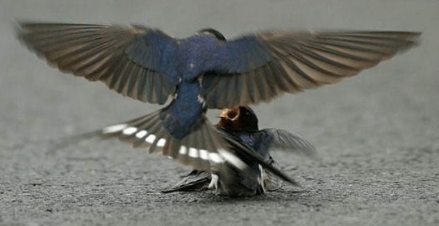 И у птиц есть чувства. Фото с сайта ba-bamail.co.il | Epoch Times Россия
