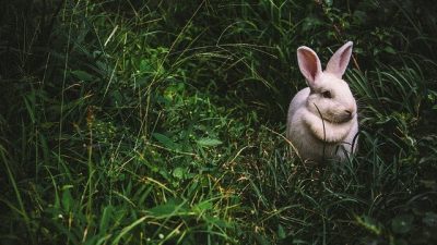 Новогодняя мода: в чем встречать год Белого кролика?