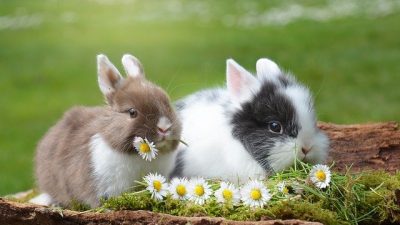 «Кролики – это не только ценный мех», но еще веселый смех