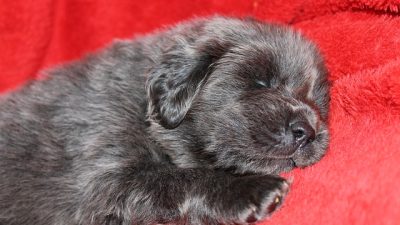 Самая дорогая собака в Китае: тибетский мастиф за полтора миллиона долларов США