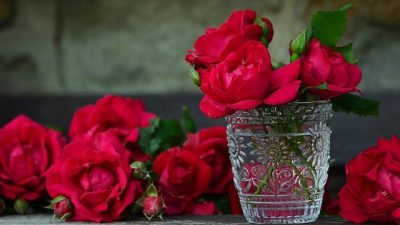 Нежность и очарование алых роз
