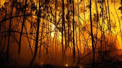 МЧС: Лесных пожаров этим летом удастся избежать