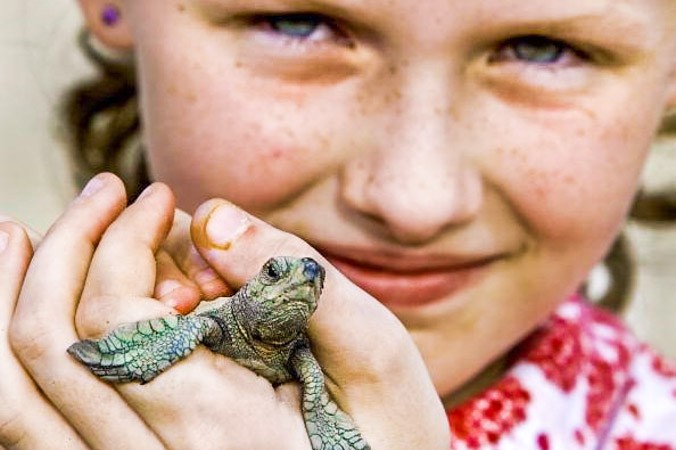 Детёныш оливковой черепахи. Фото: Paul J. Richards/AFP/Getty Images | Epoch Times Россия