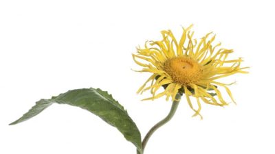 Девясил — растение для бронхов и лёгких