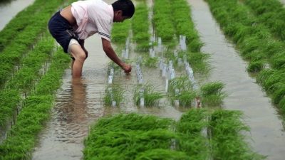 Китайские власти активно продвигают ГМО