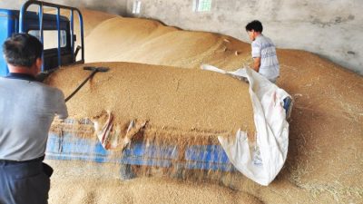 Китай имеет крупнейшие запасы зерна, но это не решит его проблем