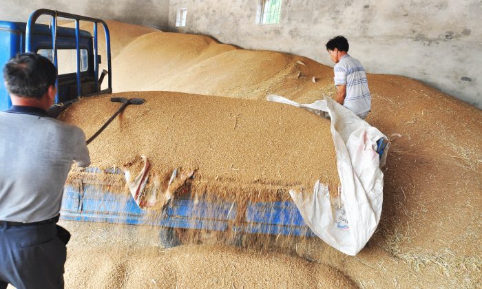 Китайские фермеры хранят пшеницу после уборки урожая в Цзоупине, провинция Шаньдун на северо-востоке Китая, 13 июня 2012 г. (STR / AFP / Getty Images) | Epoch Times Россия