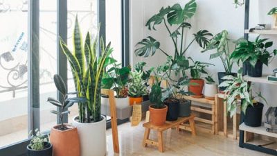 Как приготовить удобрения для комнатных растений в домашних условиях
