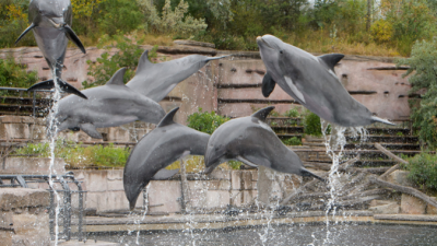 На побережье Фукусимы от воздействия радиации гибнут дельфины