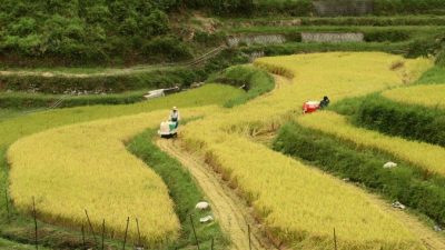 Японские фермеры-рисоводы ждут смертного приговора от Транс-тихоокеанского партнёрства