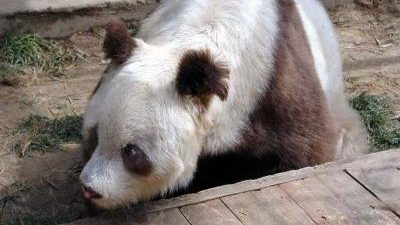 Цицзай ― редкая коричневая панда