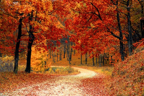 Осенний лес. Фото: pexels.com/ru-ru/@pixabay | Epoch Times Россия