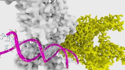 Учёные создали шагающего наноробота из фрагментов ДНК