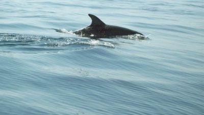 Около 100 дельфинов выбросились на берег в Индии (видео)