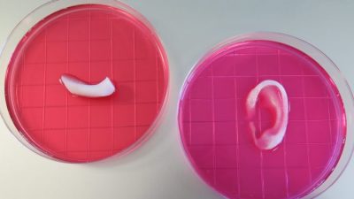 Новый 3D принтер создаёт уши, челюсти и мышцы