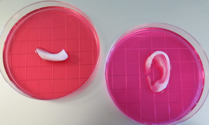 Готовые структуры костей уха и челюсти, напечатанные с помощью интегрированной системы печати на тканях и органах (Институт регенеративной медицины Уэйк Форест) | Epoch Times Россия
