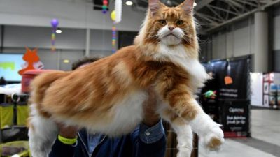 Мейн Кун — добрая и терпеливая кошка-гигант