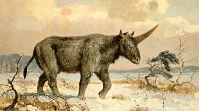 Единороги в древней Сибири: найдены останки
