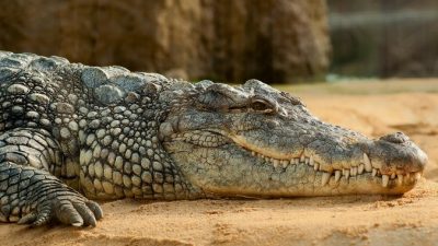 Не только аллигаторы во Флориде угрожают туристам