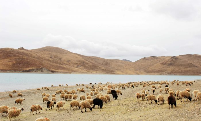 Овцы, пасутся у воды в Китае. (Fotolia) | Epoch Times Россия