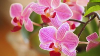 Что мы знаем об орхидеях?
