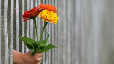 Как правильно выбирать цветы
