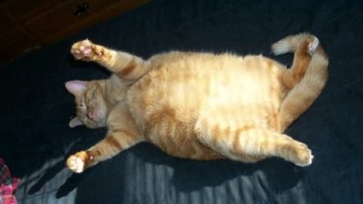 Ваш кот слишком толстый? Поверьте, ему нужна тренировка!