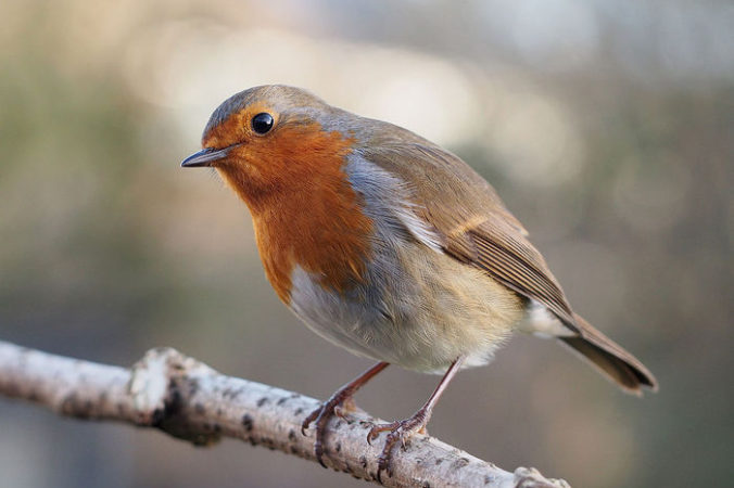Фото: European Robin/en.wikipedia.org/https://creativecommons.org/licenses/by-sa/3.0/ | Epoch Times Россия