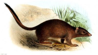 Хорошие новости: «вымершая» 100 лет назад сумчатая мышь не вымерла! Её встретили в Австралии
