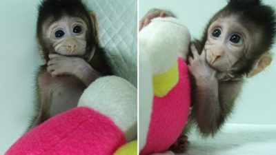 Мировое сообщество осуждает клонирование обезьян в Китае