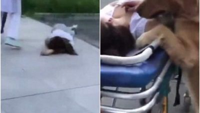 (Видео) Женщина гуляла с собакой и упала в обморок. Верный пёс охранял хозяйку до приезда врачей и сопровождал в больницу