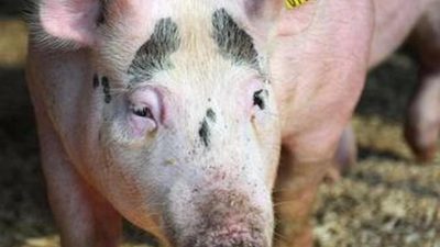Китай готов увеличить поставки свинины в Россию