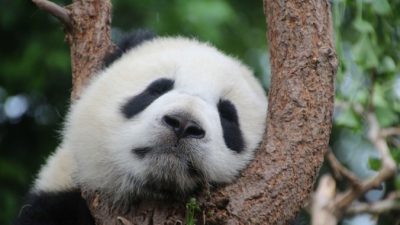 Программа по защите китайских панд позволит сохранить другие виды животных