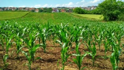 Как лабиринт из кукурузы поможет предотвратить самоубийства?