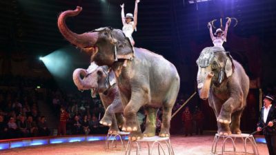 Артисты московского цирка Никулина завоевали золотую награду на Международном фестивале в Китае