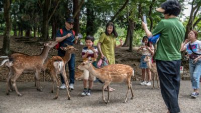 Знаменитые ручные олени японского парка Нара погибают из-за туристов?