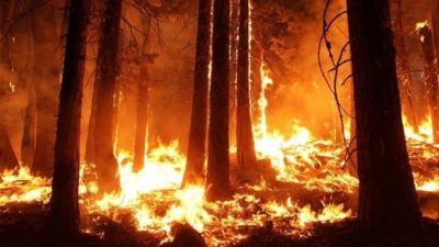 (Видео) Женщина не раздумывая бросилась в огонь, когда заметила зверька в горящем лесу