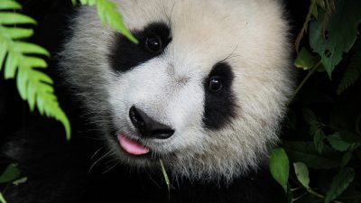 Старейший в мире самец панды отметил 30-летие