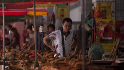 Фестиваль собачьего мяса в Китае возмутил активистов и обычных граждан